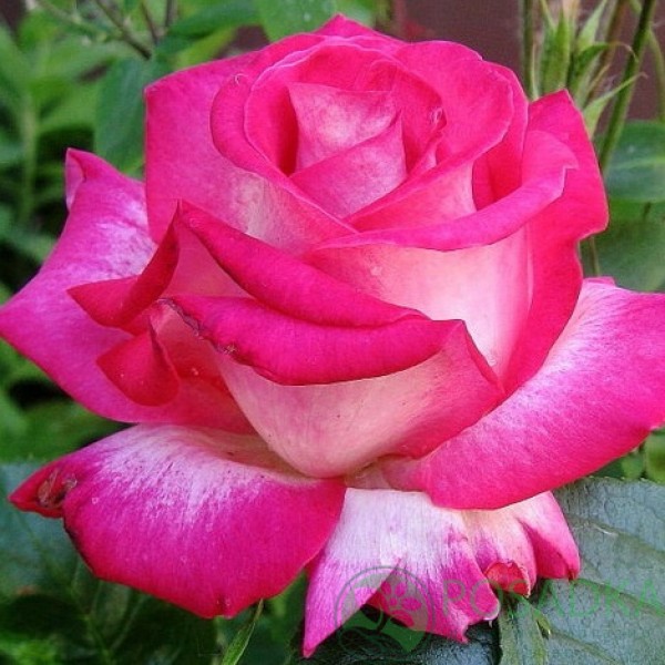 Роза Роз Гожар (Rose Gaujard), Чайно-гибридная, 