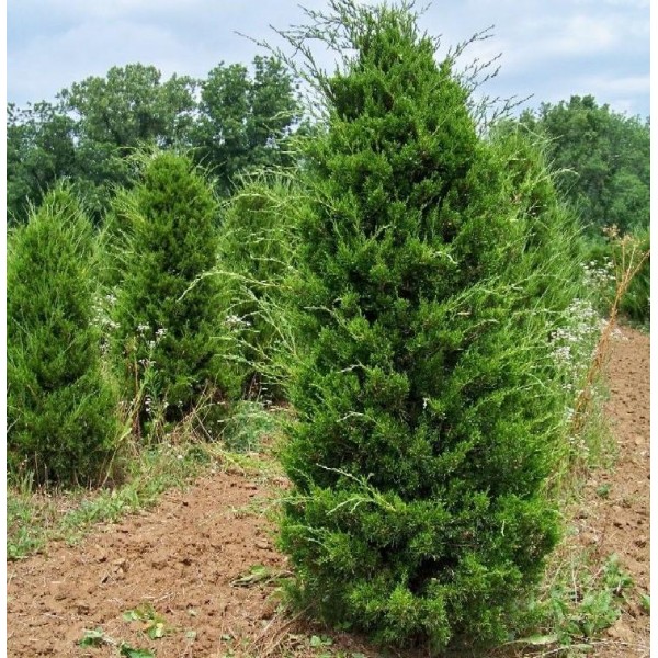 Можжевельник Виргинский (Juniperus virginiana), ЗКС-3л, 35-40см