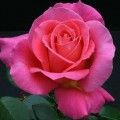 Роза Версилия Шок, чайно-гибридная, ОКС (упаковываем в мох свагнум)