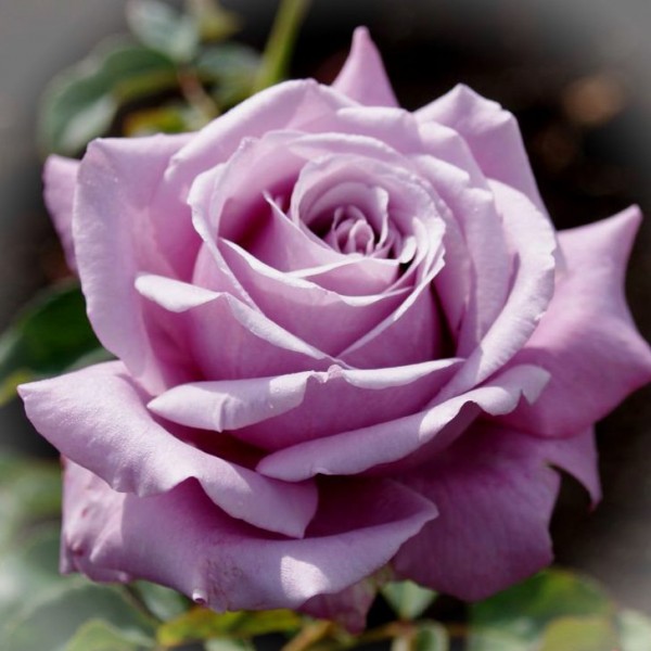 Роза BLUE PERFUME (Блю Парфюм), чайно-гибридная, ОКС